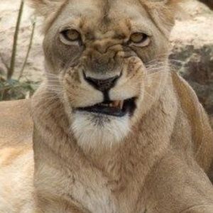 Meet your Posher, Lynn